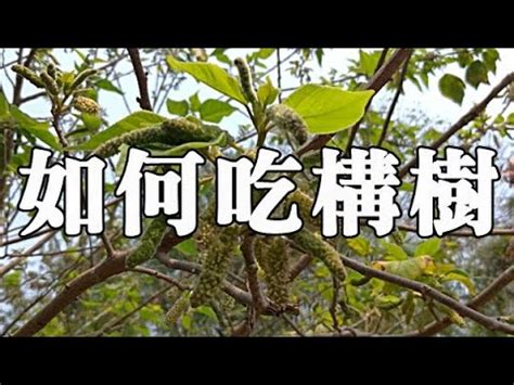 筋骨構樹功效